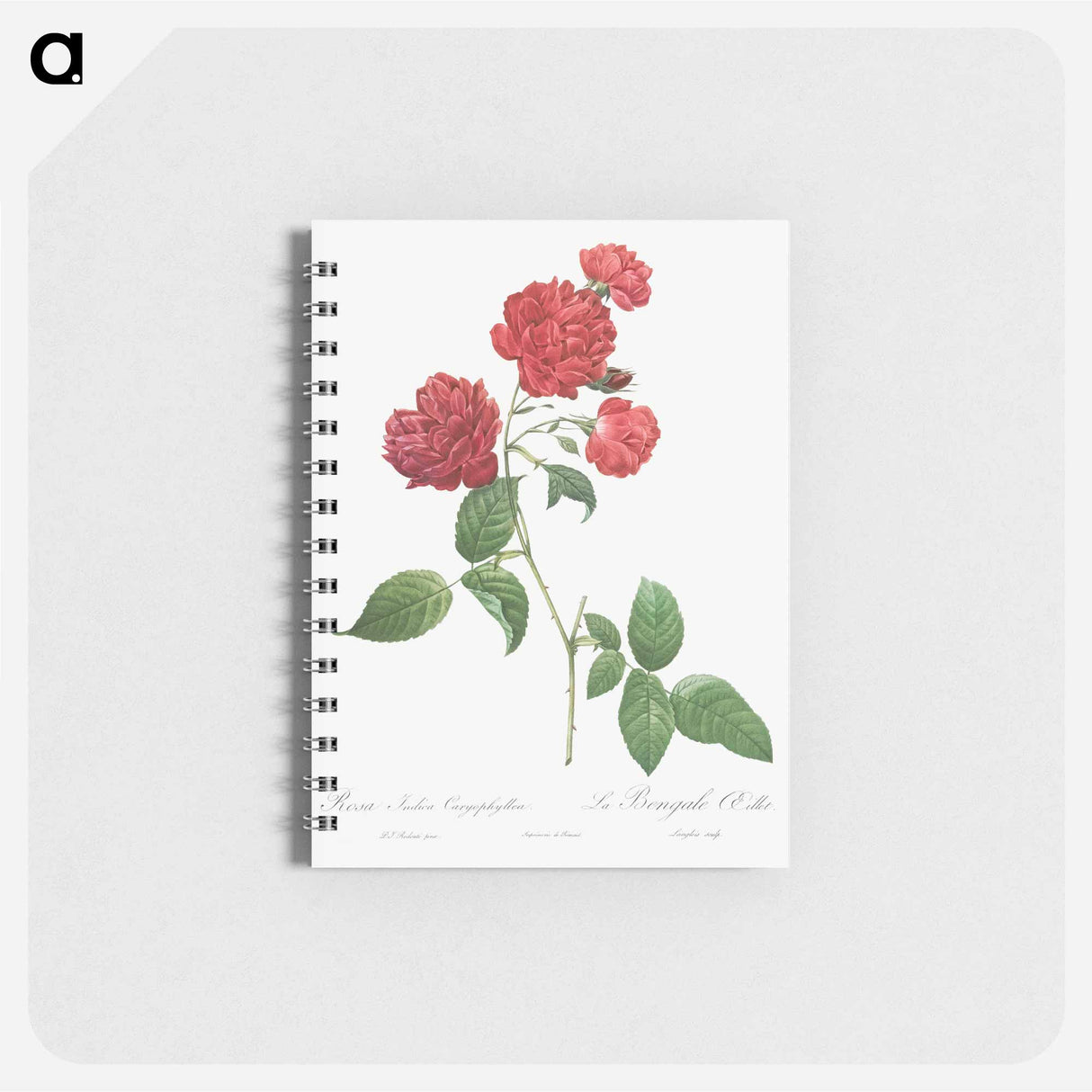 Red Cabbage Rose - ピエール ジョゼフ ルドゥーテ Memo.