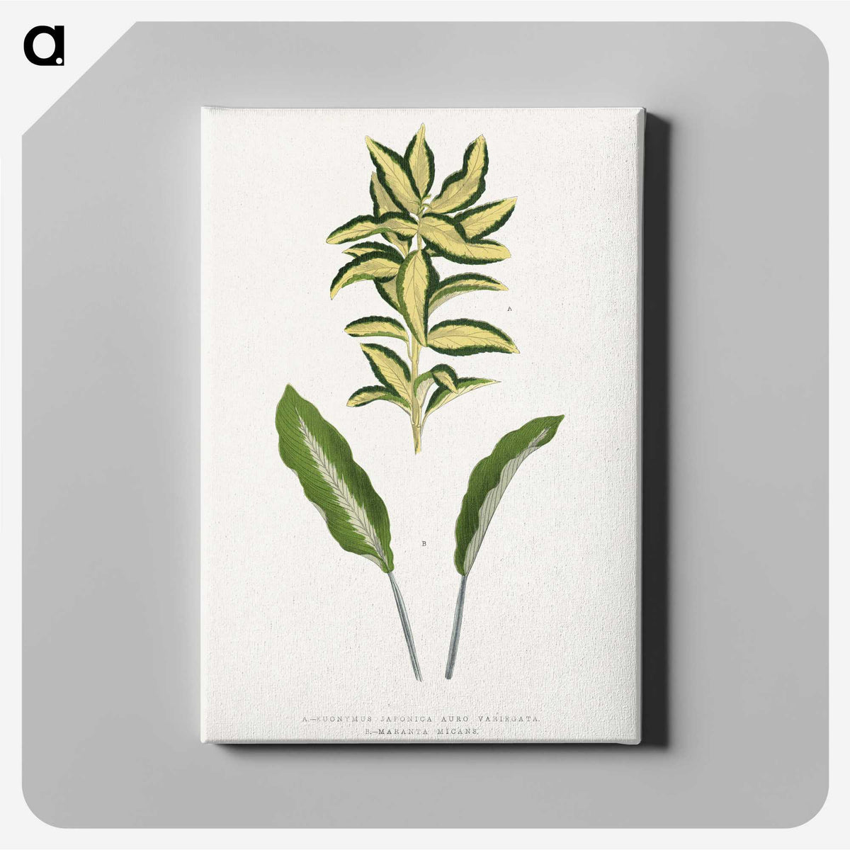 2-19_Plants-with-Colored-Foliage_canvas