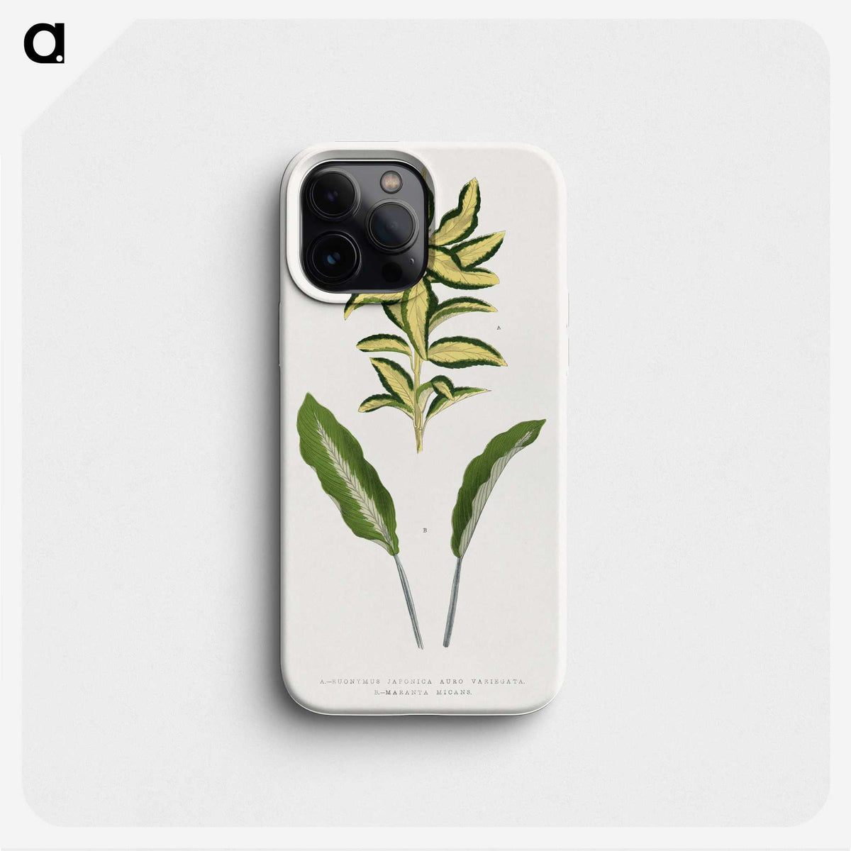 2-19_Plants-with-Colored-Foliage_phone