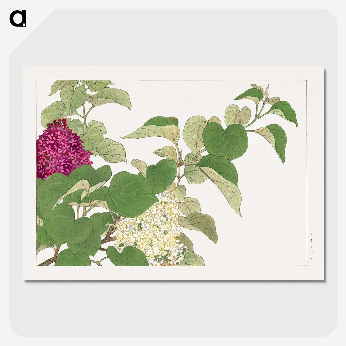 2-19_Seiyo-Soka-Zufu_picture-crop
