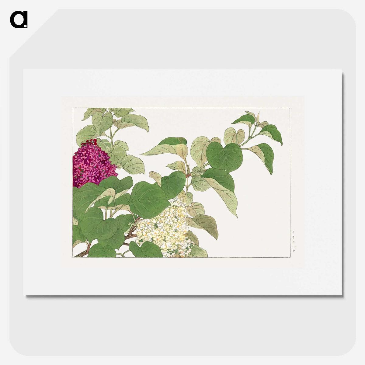 2-19_Seiyo-Soka-Zufu_picture