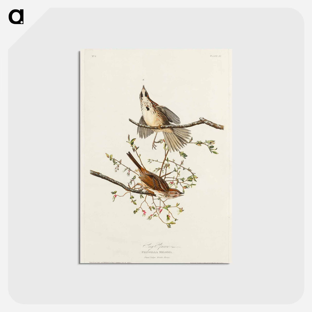アートポストカード-Song Sparrow from Birds of America
- アメリカの鳥たち Postcard.