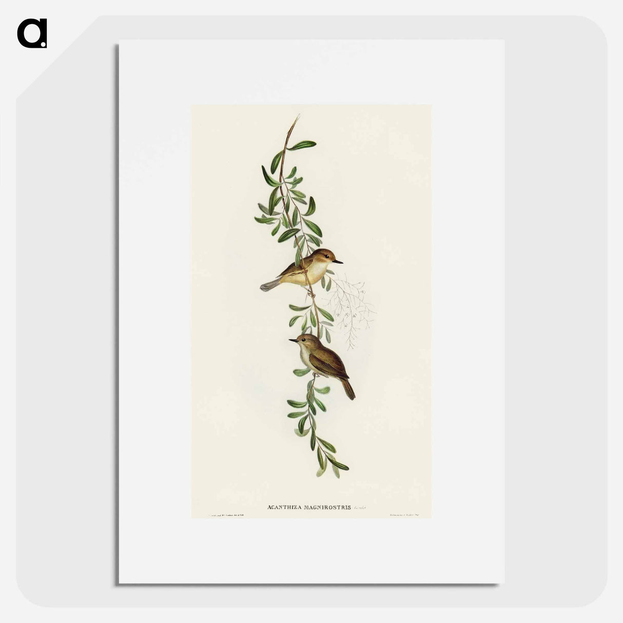 Large-billed Sericornis
- オーストラリアの鳥 Poster.