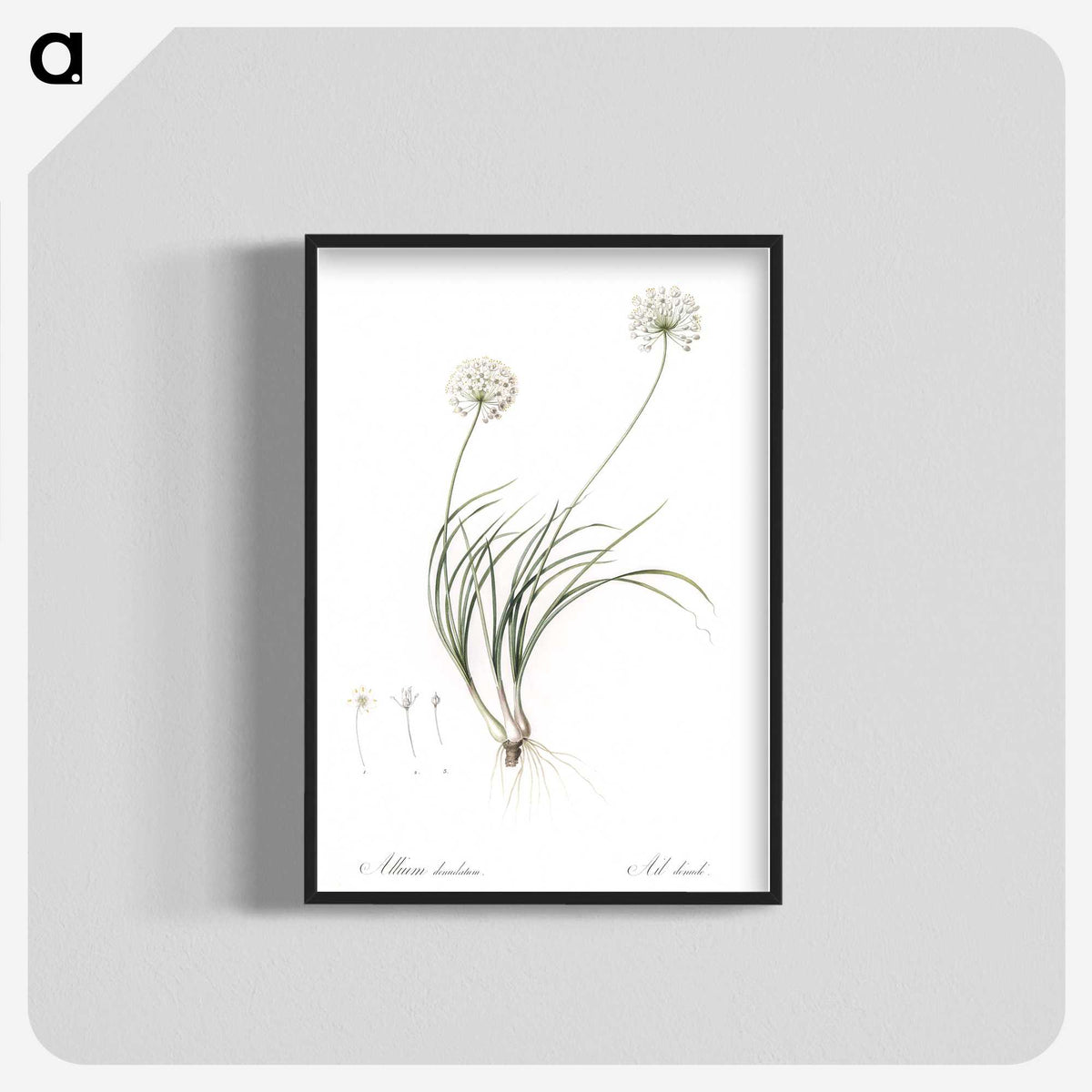 2-19_The-Lilies_blk-crop