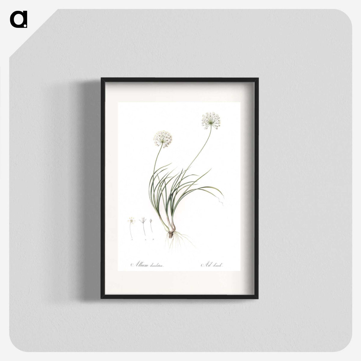 2-19_The-Lilies_blk