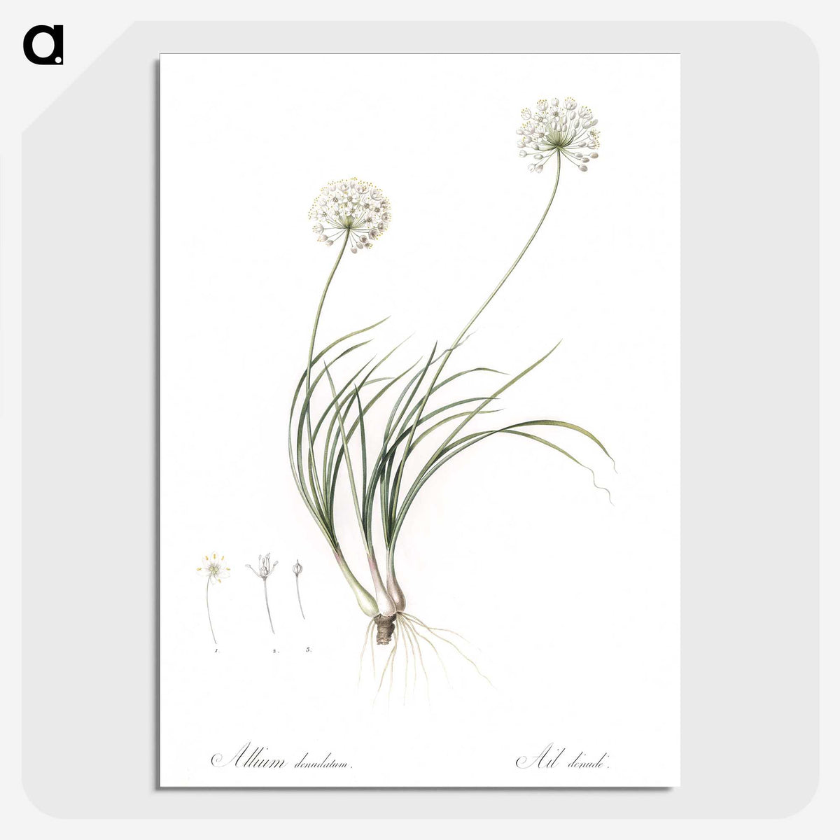 2-19_The-Lilies_picture-crop