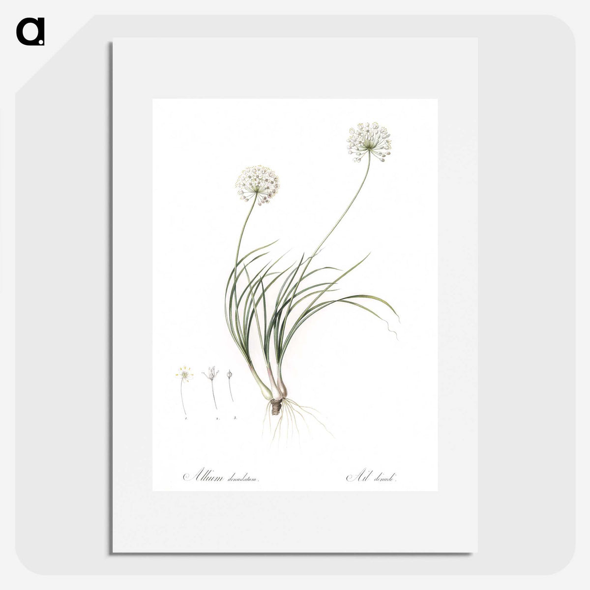 2-19_The-Lilies_picture