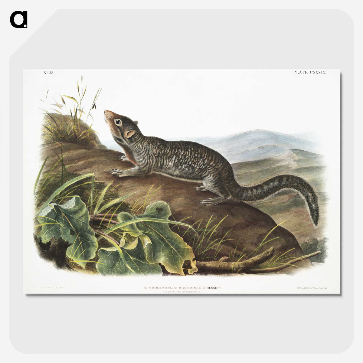 2-19_The-Viviparous-Quadrupeds_picture-crop