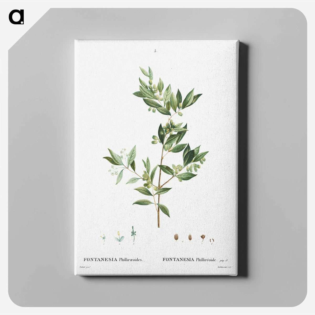 2-19_Treatise-on-Trees-and-Shrubs_canvas