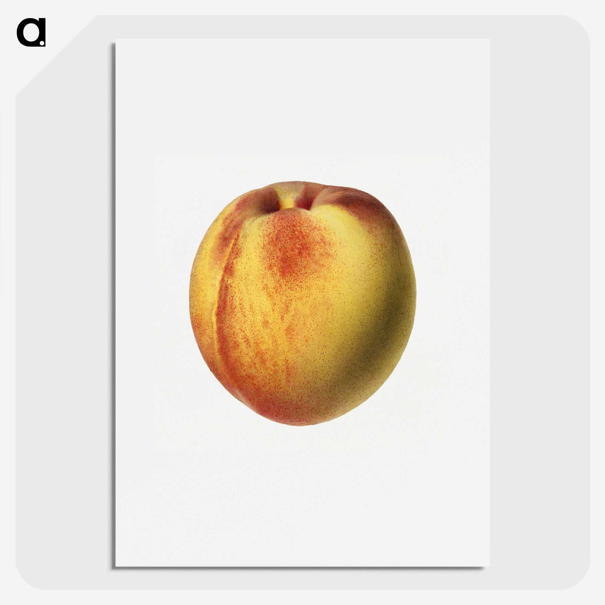 2-19_USDA-Watercolor-Fruit-Painting-Collection_picture