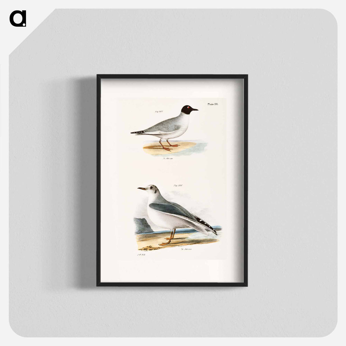 Bonaparte's Gull - New York Zoological Poster.
