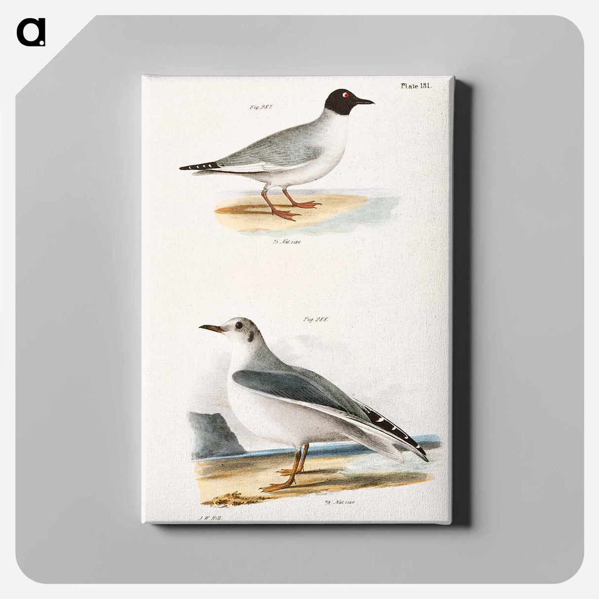 アートパネル-Bonaparte's Gull - ニューヨークの動物学 Canvas.