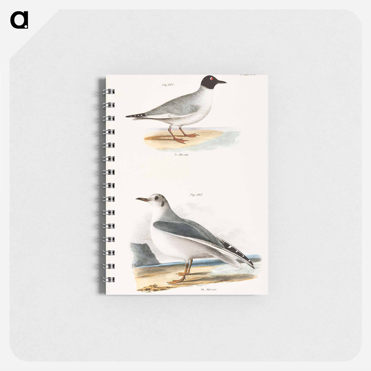 アートメモ帳-Bonaparte's Gull - ニューヨークの動物学 Memo.