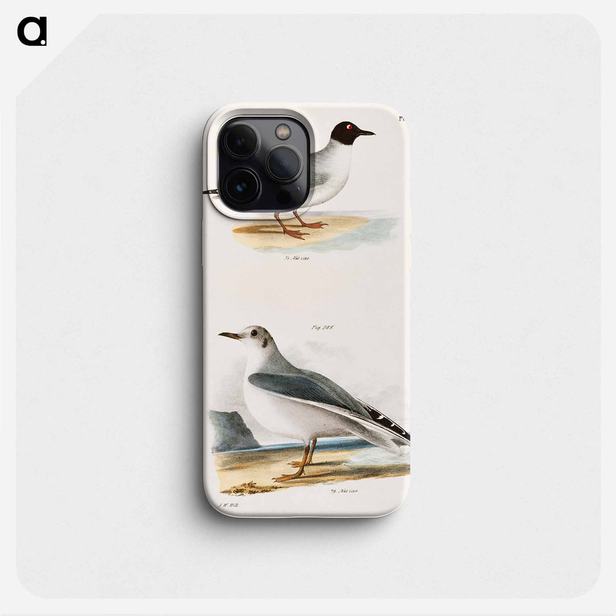 Bonaparte's Gull - New York Zoological Phone Case.