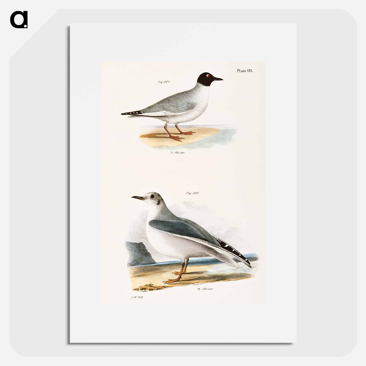 Bonaparte's Gull - New York Zoological Poster.