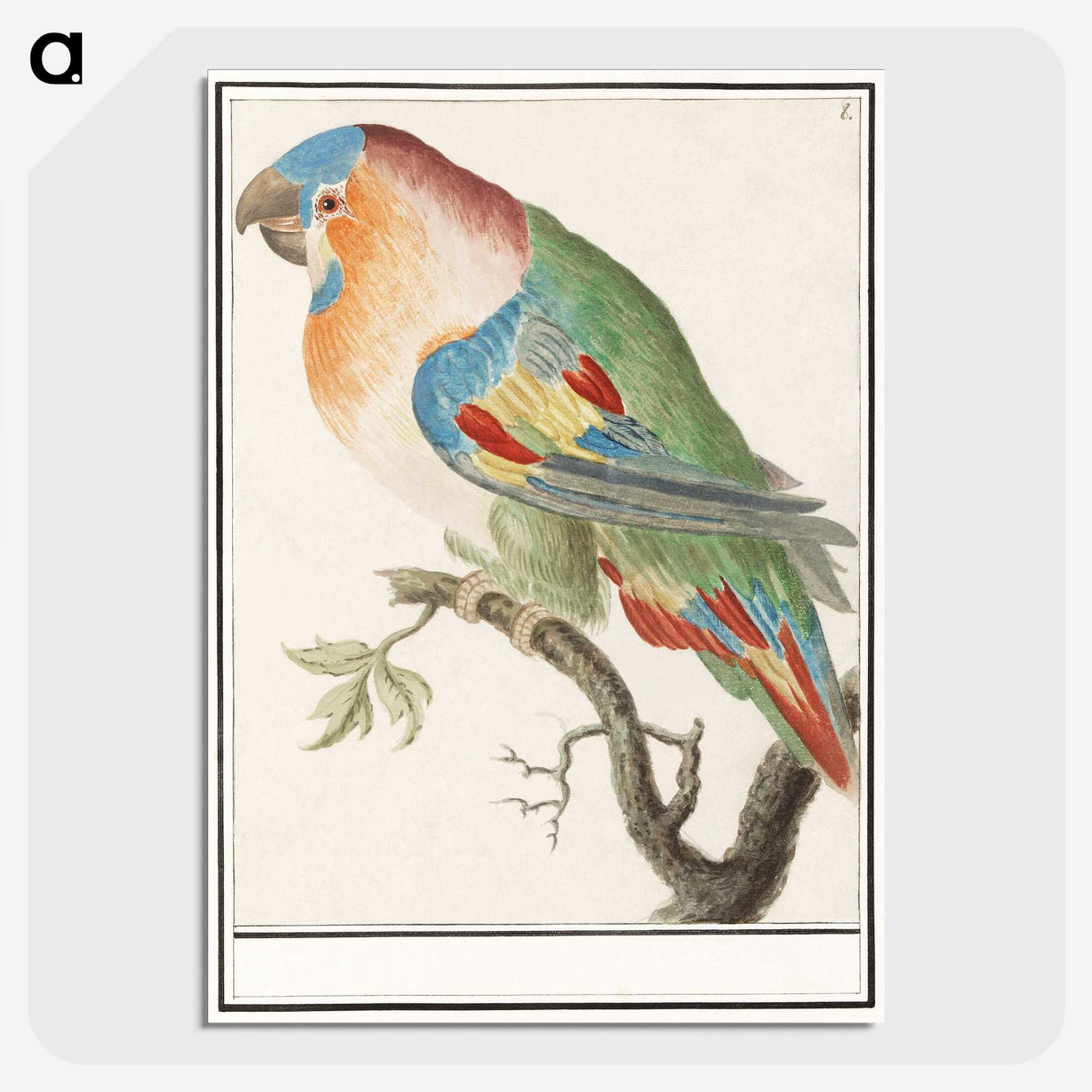 2-1_Anselmus-Boetius-de-Boodt_picture-crop