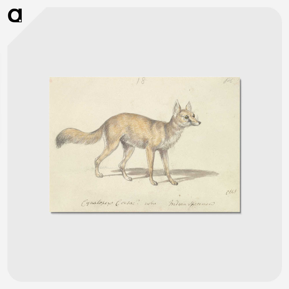 2-1_Charles-Hamilton-Smith_postcard
