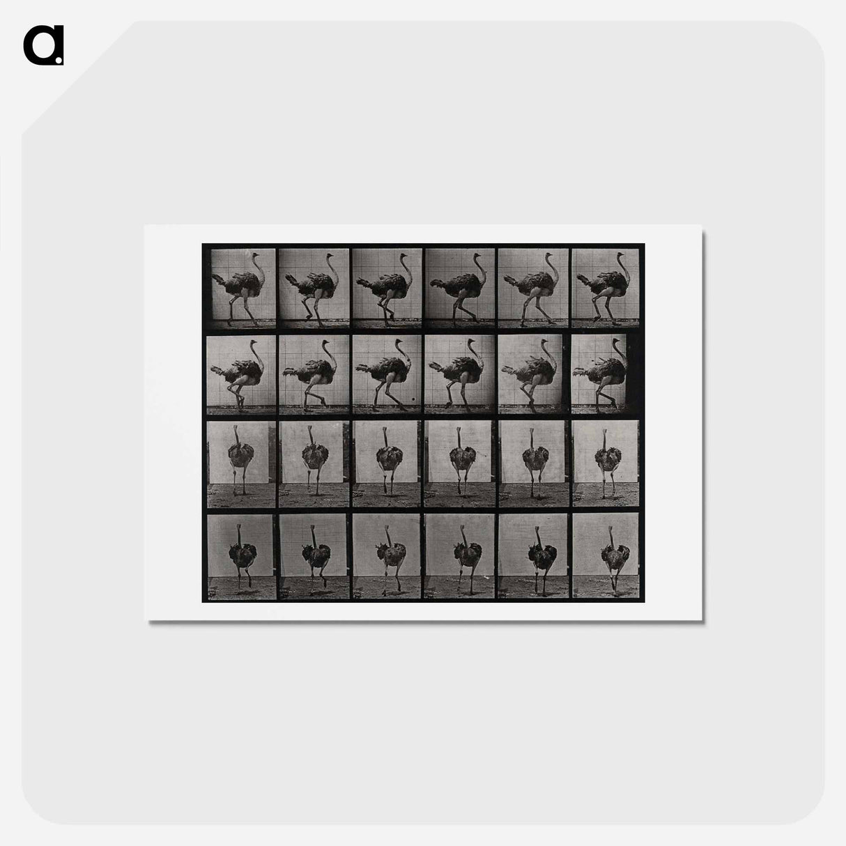 アートポストカード-Ostrich
- エドワード マイブリッジ Postcard.