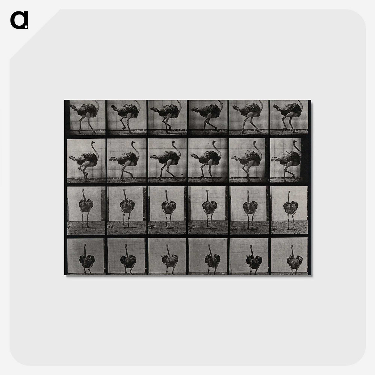 2-1_Eadweard-Muybridge_postcard