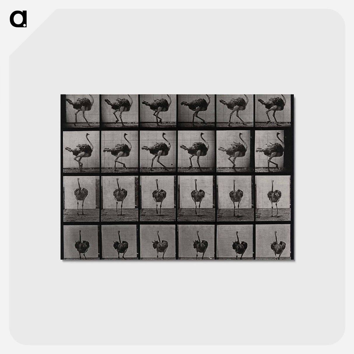 アートポストカード-Ostrich
- エドワード マイブリッジ Postcard.