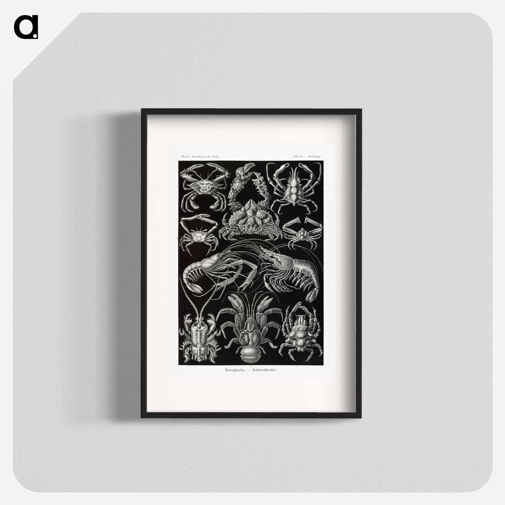 Decapoda–Behnfukkreble from Kunstformen der Natur - エルンスト ヘッケル Poster.