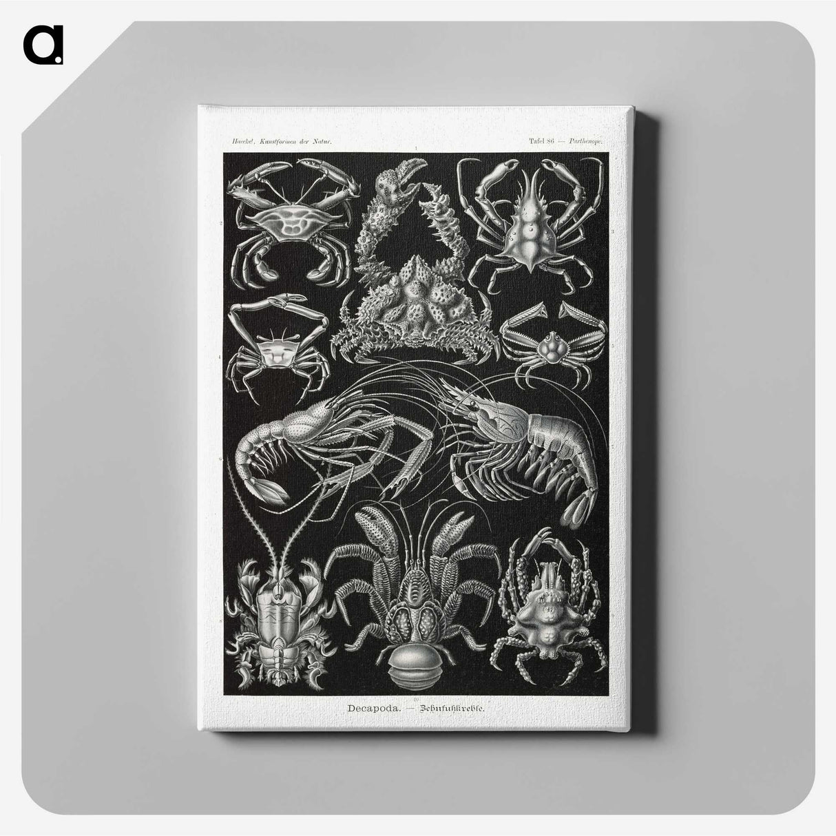 2-1_Ernst-Haeckel_canvas