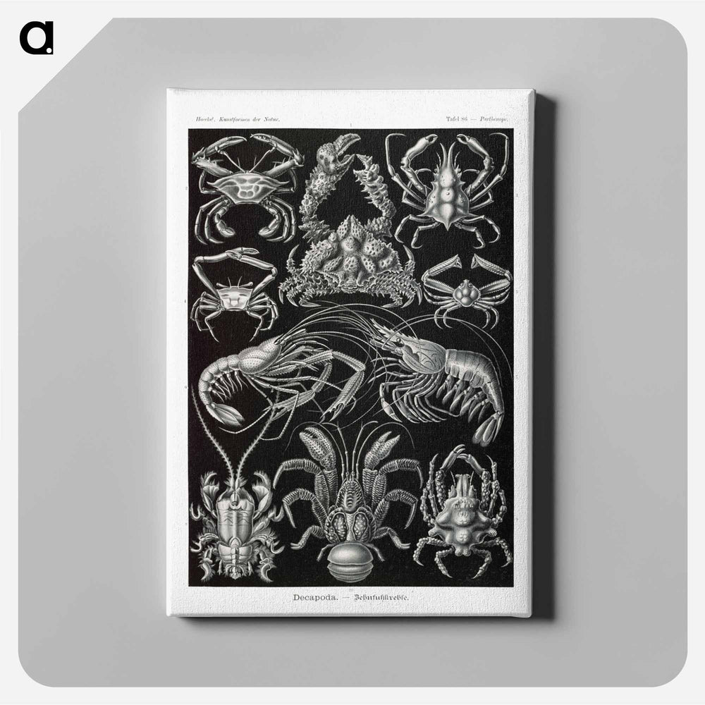 Decapoda–Behnfukkreble from Kunstformen der Natur - エルンスト ヘッケル Canvas.