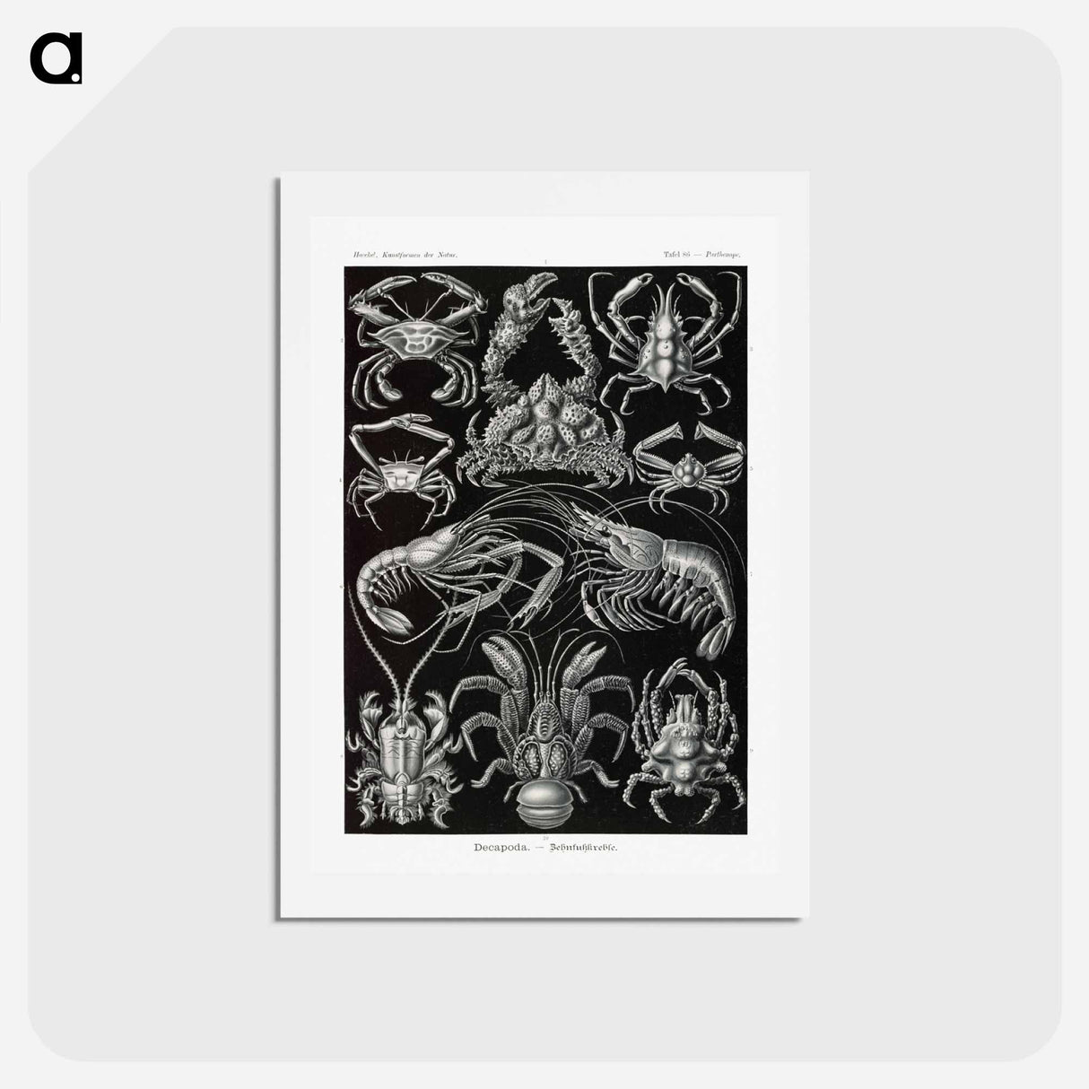 アートポストカード-Decapoda–Behnfukkreble from Kunstformen der Natur - エルンスト ヘッケル Postcard.