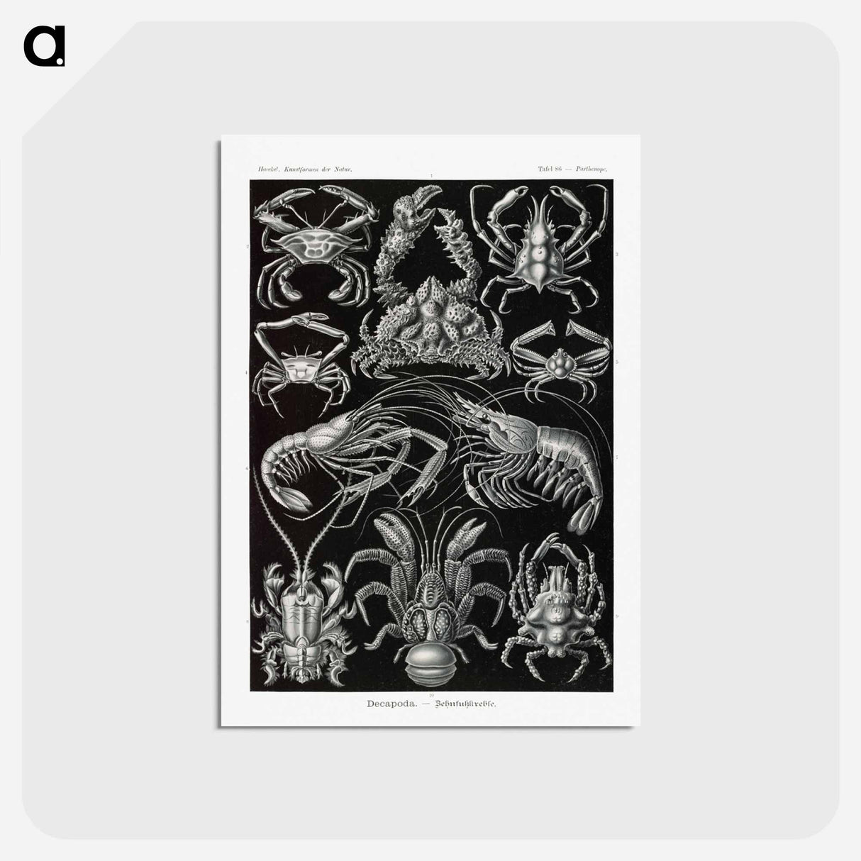 アートポストカード-Decapoda–Behnfukkreble from Kunstformen der Natur - エルンスト ヘッケル Postcard.