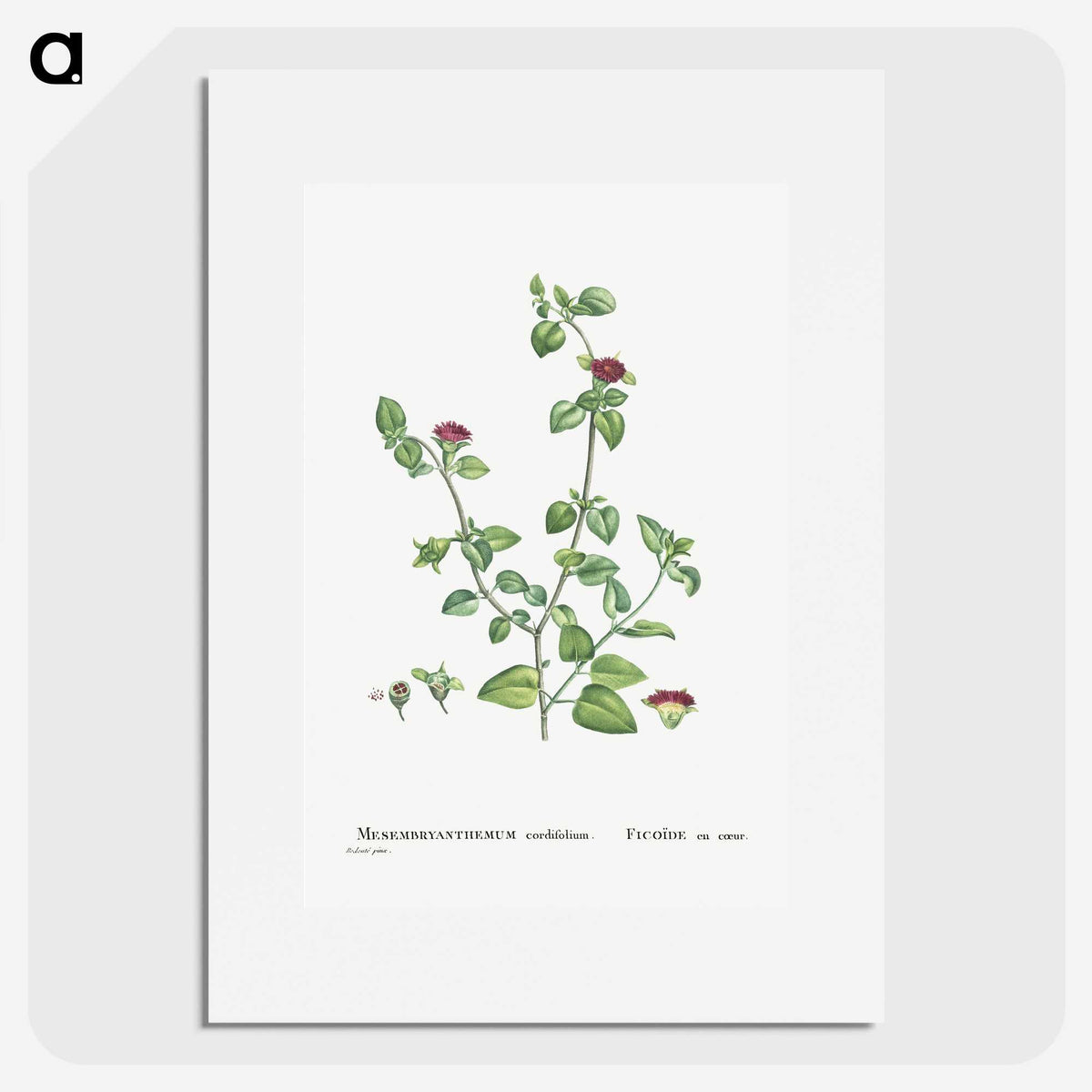2-1_Histoire-des-Plantes-Grasses_picture