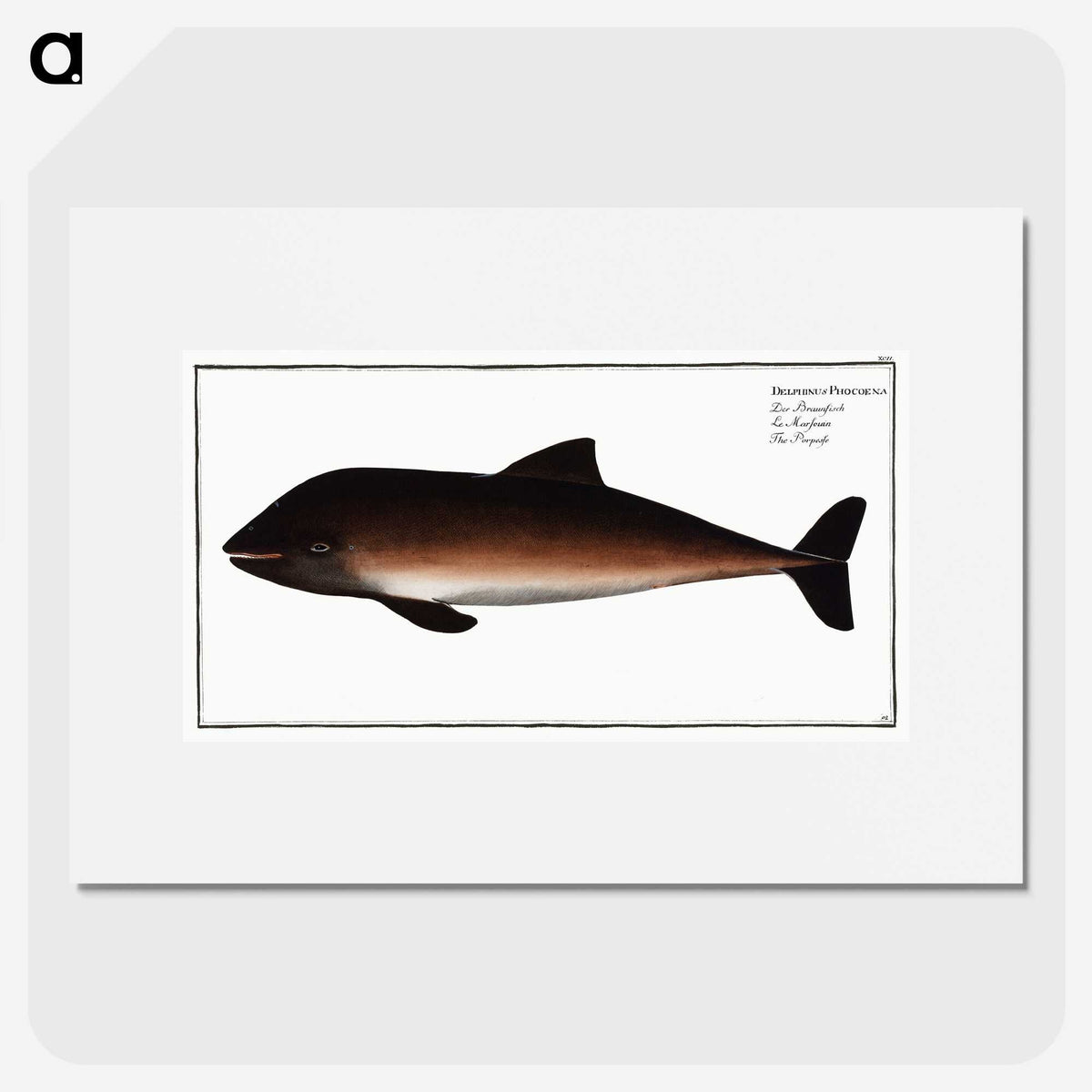 2-1_Ichtyologie-ou-Histoire-naturelle_picture