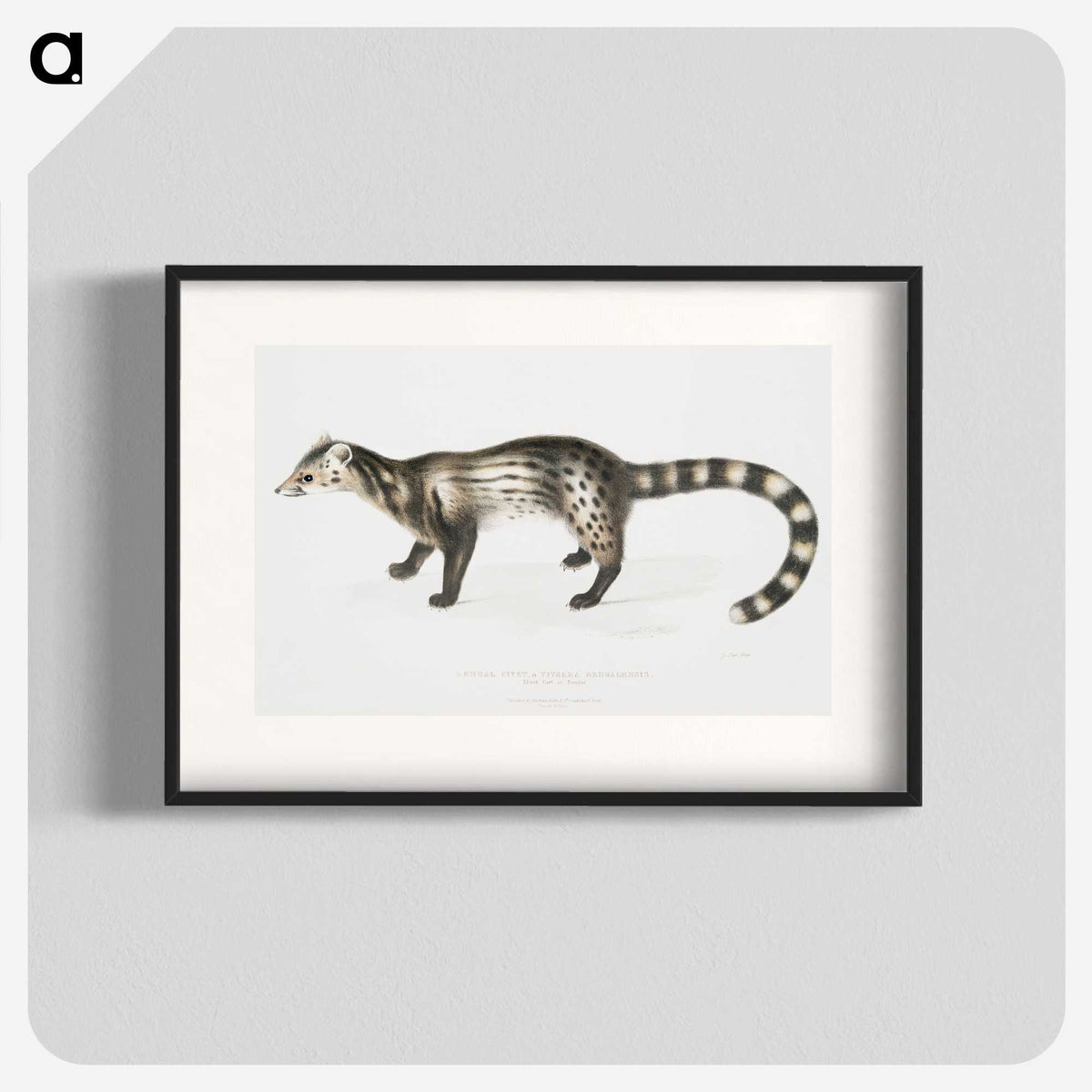 2-1_Indian-Zoology_blk