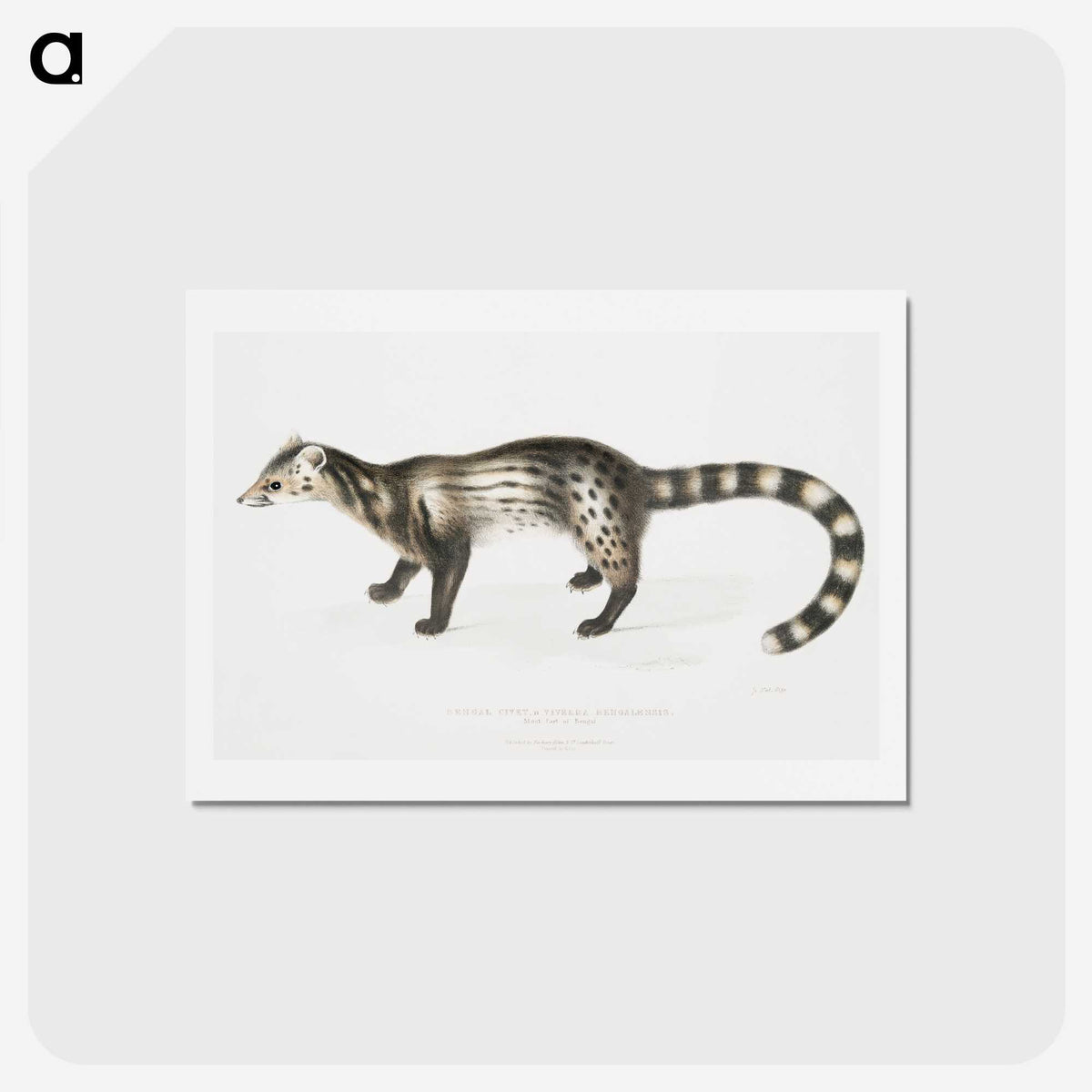 2-1_Indian-Zoology_hagaki