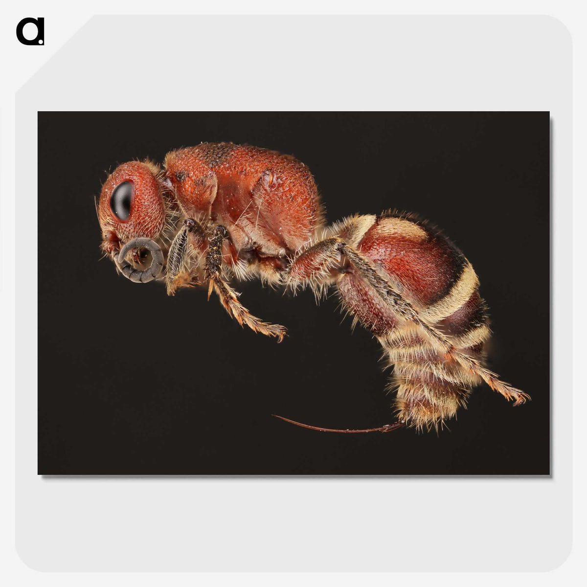 2-1_Insects-Unlocked-Project_picture-crop