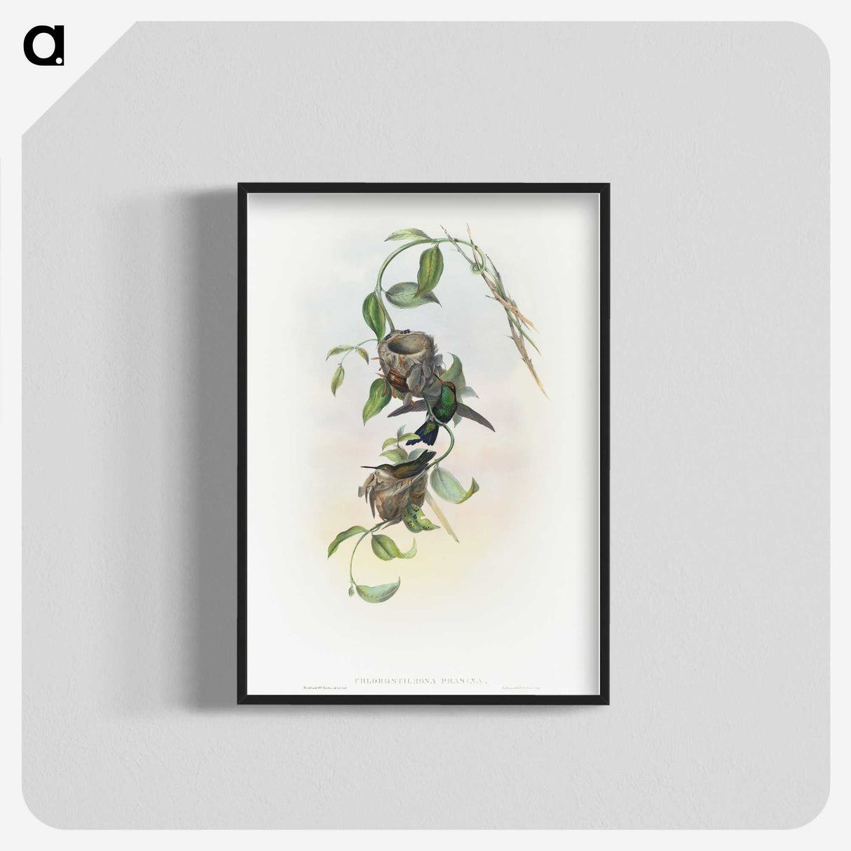 2-1_John-Gould_blk-crop