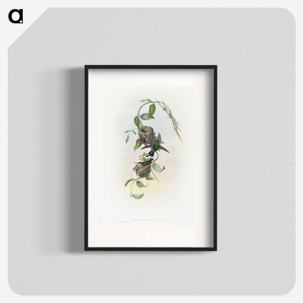 2-1_John-Gould_blk