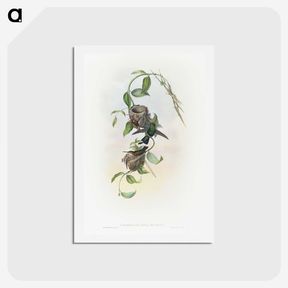 2-1_John-Gould_hagaki