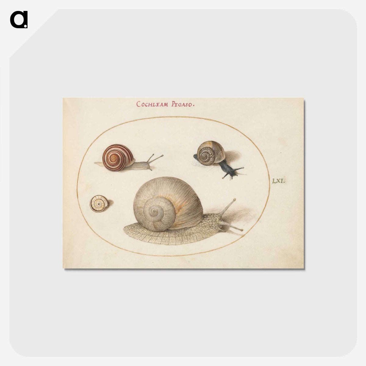 2-1_Joris-Hoefnagel_postcard