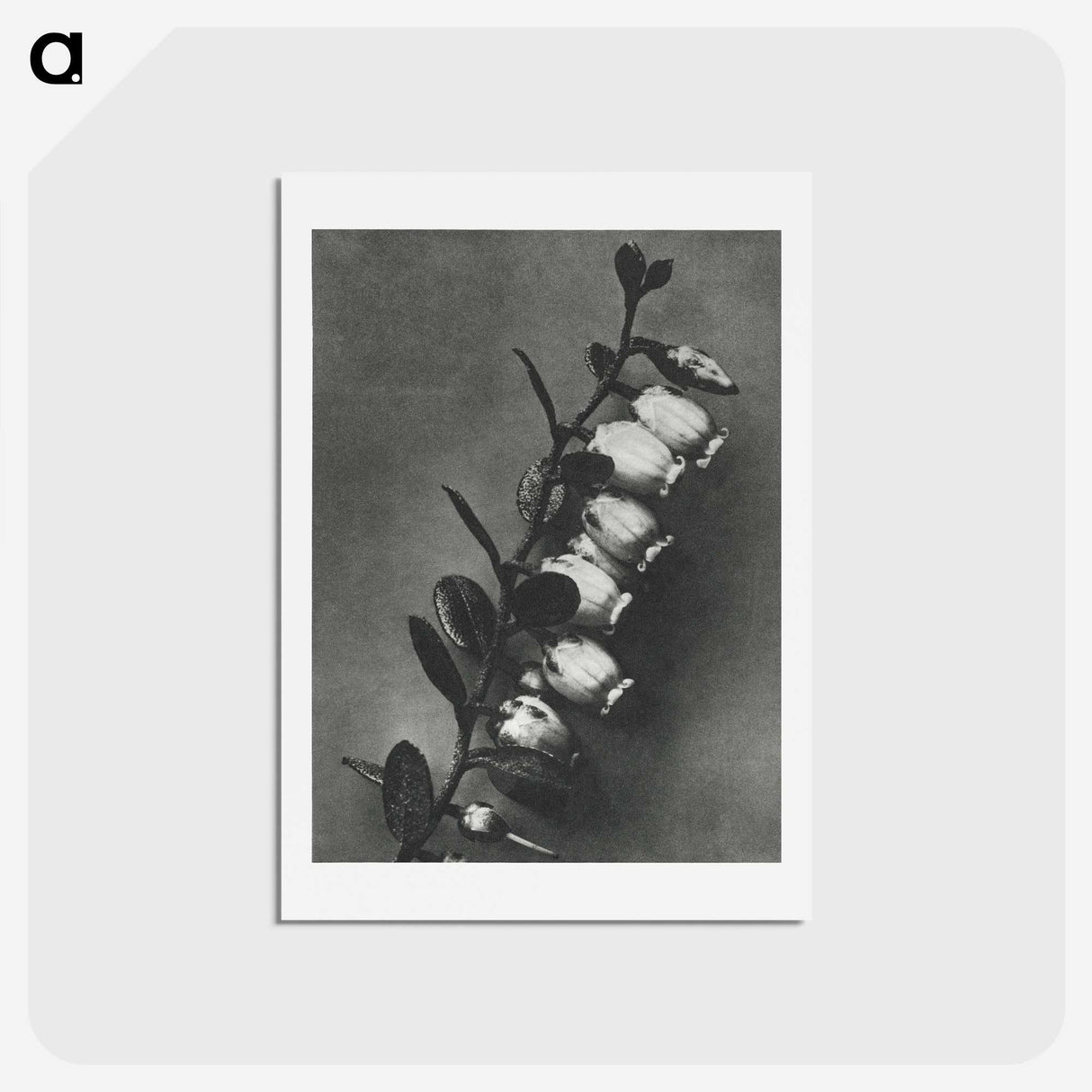 2-1_Karl-Blossfeldt_hagaki