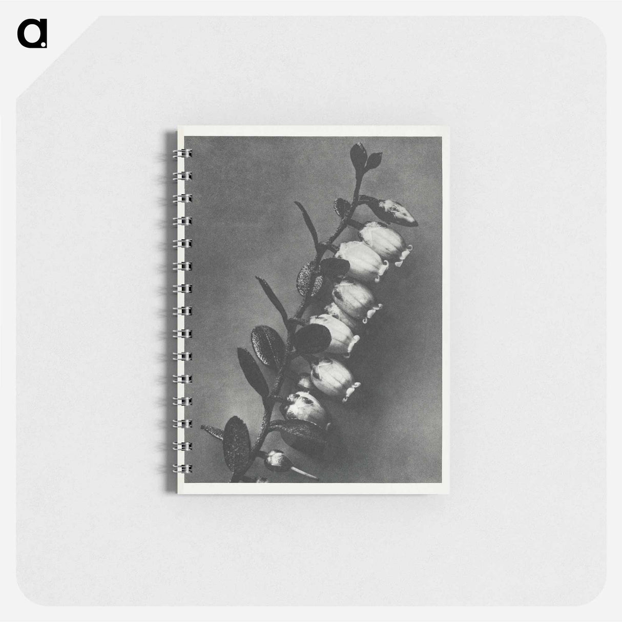 Lyonia calyculata enlarged 8 times from Urformen der Kunst by Karl Blossfeldt - カール ブロスフェルト Memo.