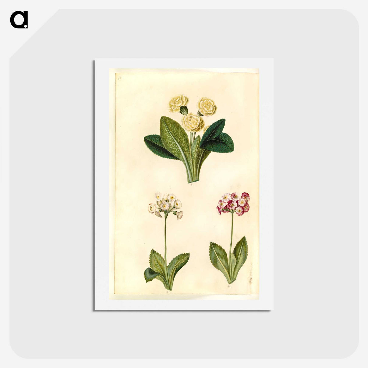 2-1_Maria-Sibylla-Merian_hagaki