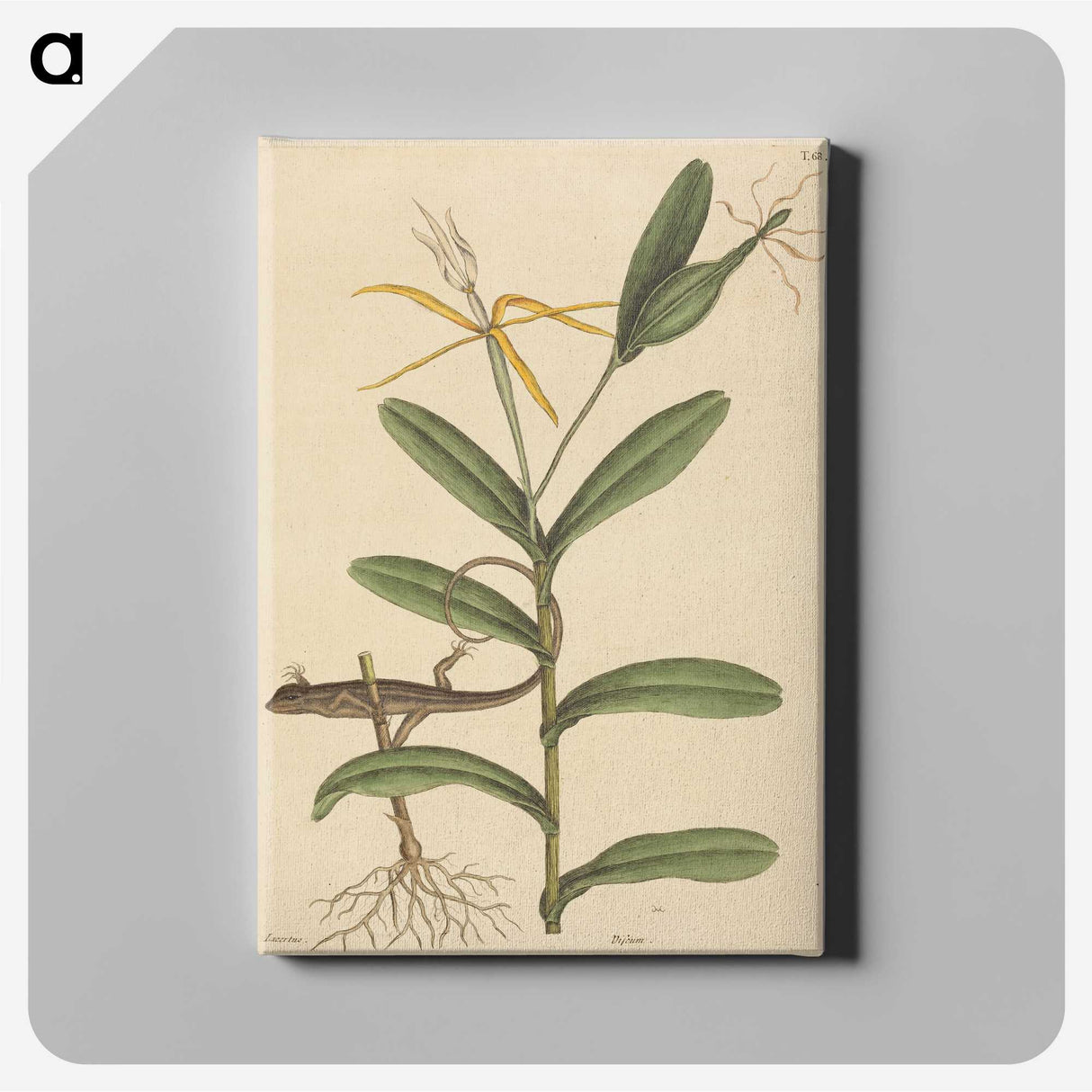 2-1_Mark-Catesby_canvas