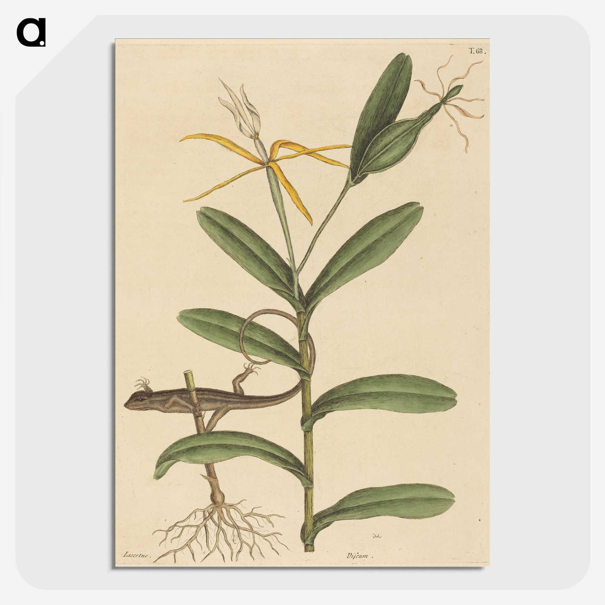 2-1_Mark-Catesby_picture-crop