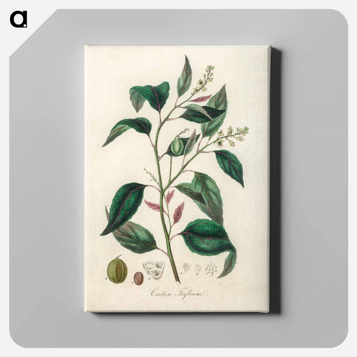 アートパネル-Purging Croton Illustration
- 薬用植物学 Canvas.