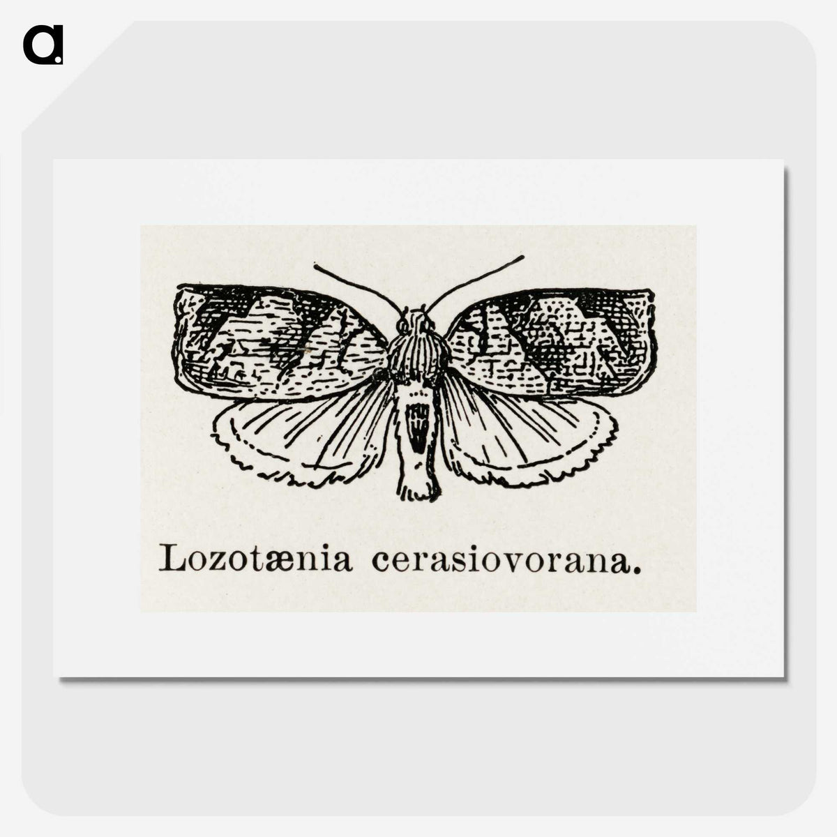2-1_Moths-and-Butterflies-of-the-United-States_picture