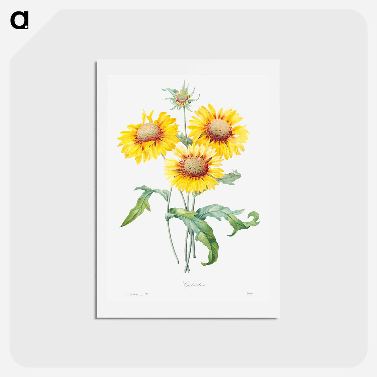 アートポストカード-Blanket flower - ピエール ジョゼフ ルドゥーテ Postcard.