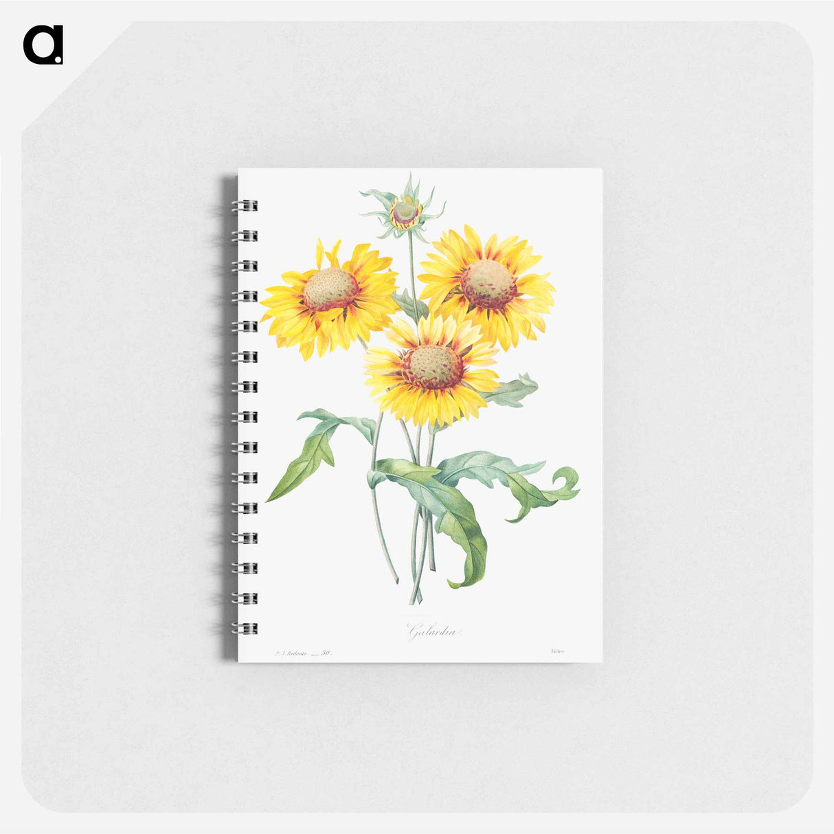 Blanket flower - ピエール ジョゼフ ルドゥーテ Memo.