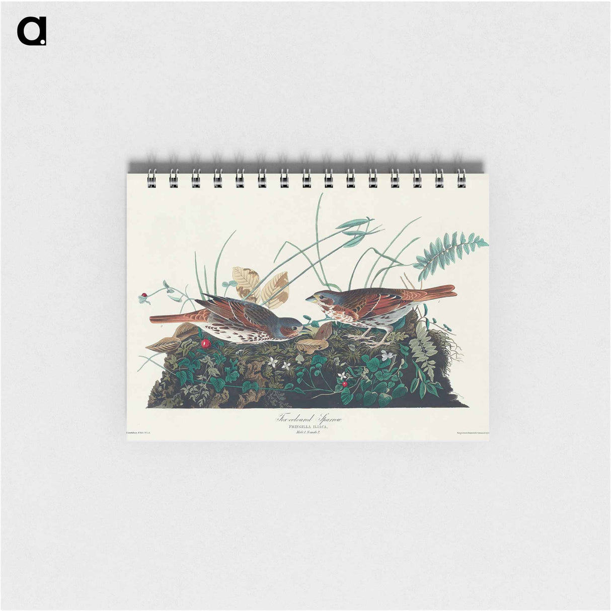 アートメモ帳-Fox-coloured Sparrow from Birds of America
- アメリカの鳥たち Memo.