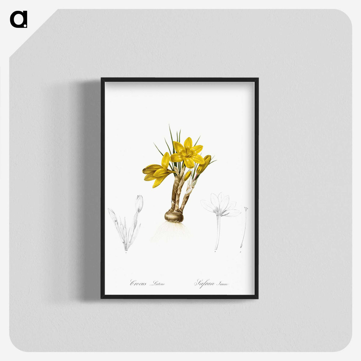 2-1_The-Lilies_blk-crop