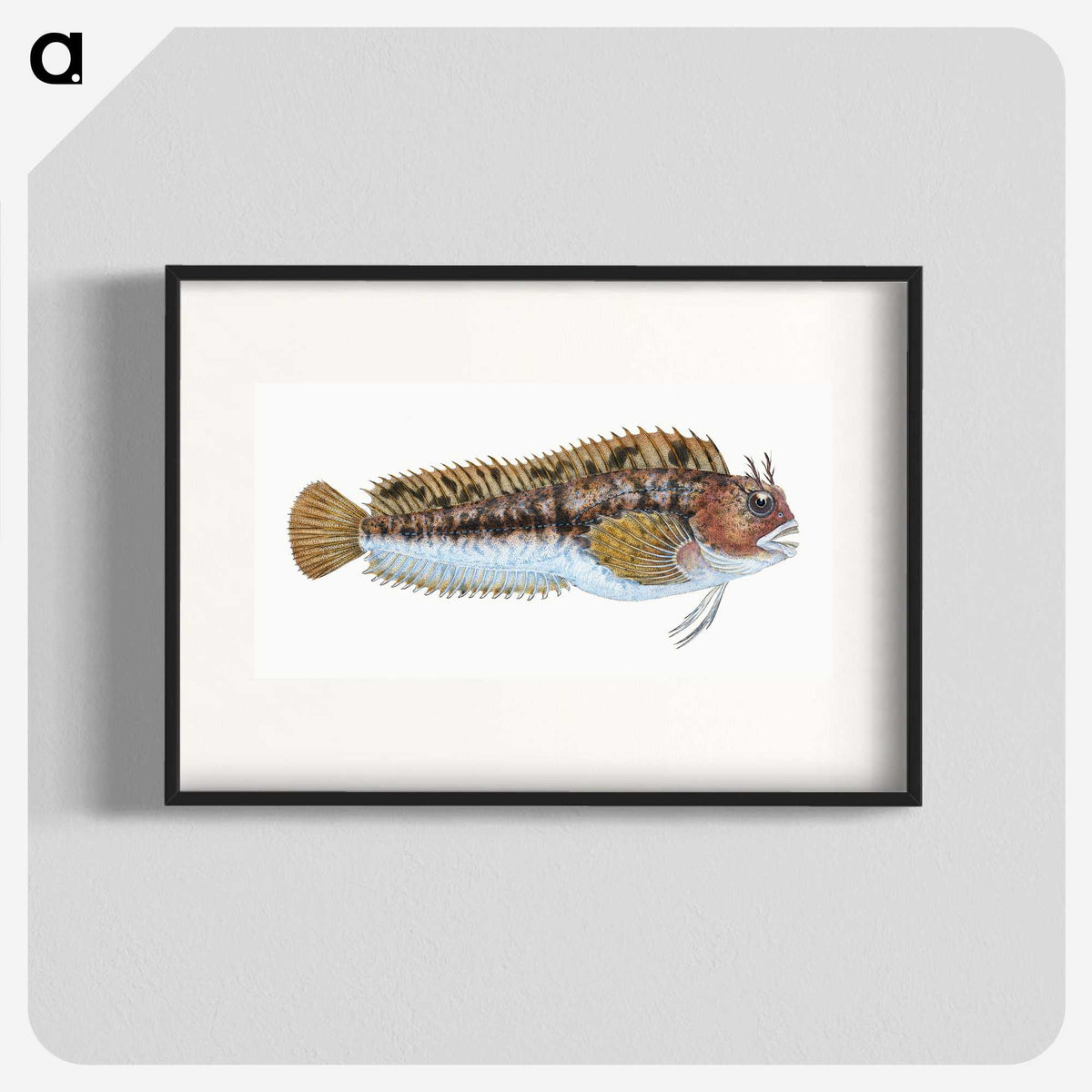 2-1_The-Natural-History-of-British-Fishes_blk
